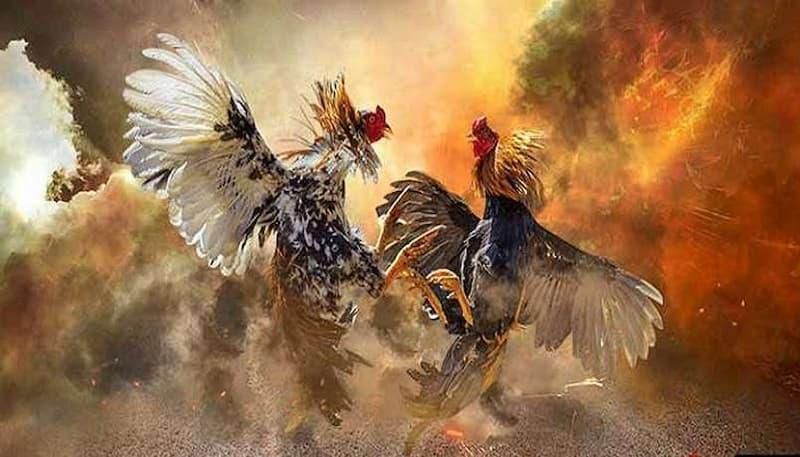Giới thiệu chung về trò chơi đá gà ax88 Giới thiệu chung về trò chơi đá gà ax88