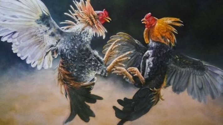 Kinh nghiệm khi chơi đá gà tại nhà cái ax88 Kinh nghiệm khi chơi đá gà tại nhà cái ax88