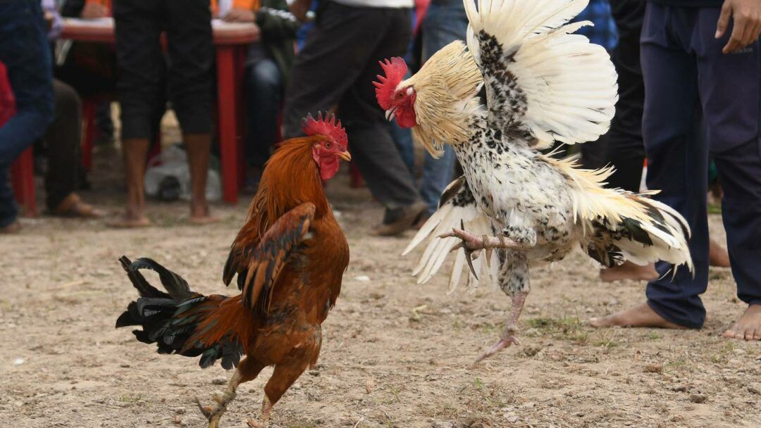 Lý do đá gà cựa dao lại hấp dẫn đông đảo người chơi Lý do đá gà cựa dao lại hấp dẫn đông đảo người chơi